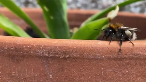 A Bee on a Plant Pot Stock Footage 131450582