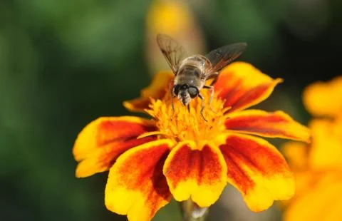Bee on plants bloomed Stock Photos