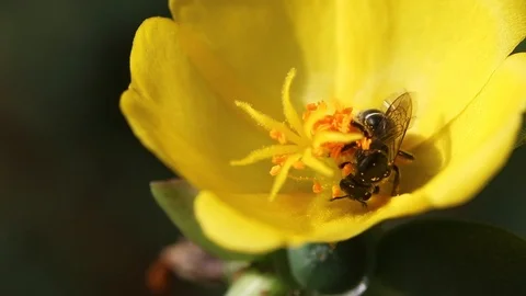 Bee playing in flower Stock Footage 113200790