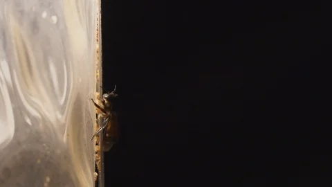 Bee plays light at night Stock Footage 100006660