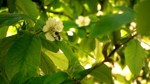 Bee on Plum Flowers 1 Stock Footage 108013305