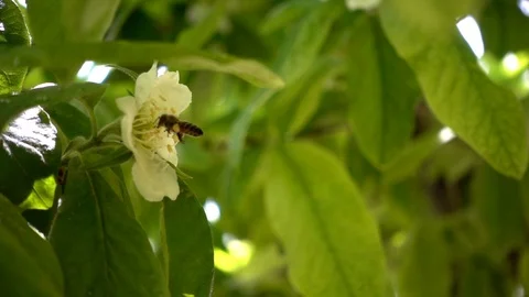 Bee on Plum Flowers 2 Stock Footage 108013361