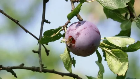 Bee at a plum in the tree Stock Footage 283062385