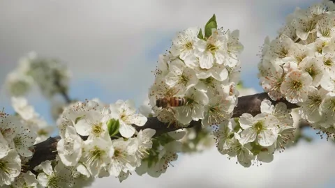 Bee on a plum tree, looking for pollen. Plum flowers. Slow motion Stock Footage 153054027