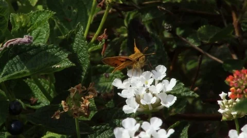 Bee polinates flower Stock Footage 79467891