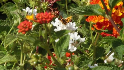Bee polinates flower Stock Footage 79468096
