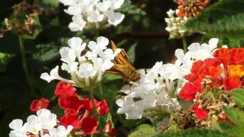 Bee polinates flower Stock Footage 79468274