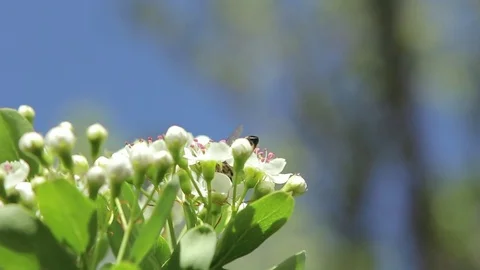 Bee polinates flowers Video stock 77050461