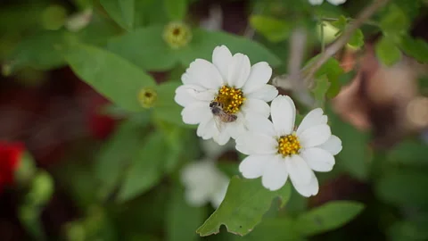 Bee Polinating a Flower in Slowmotion Stock Footage 201889997