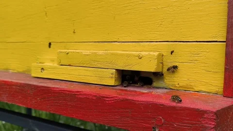 Bee with pollen and nectar fly into hive, Ukrainian beekeeping, horizontal 動画素材 276353536