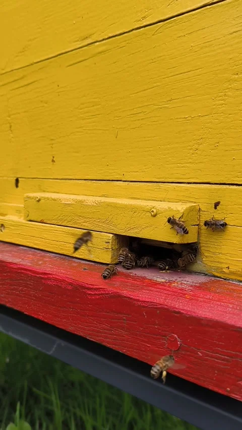 Bee with pollen and nectar fly into hive, Ukrainian beekeeping, vertical footage Stock Footage 276354417
