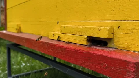 Bee with pollen and nectar fly into hive, Ukrainian beekeeping, horizontal Stock Footage 276594310