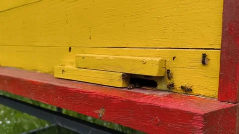 Bee with pollen and nectar fly into hive, Ukrainian beekeeping, horizontal Stock Footage 281865995