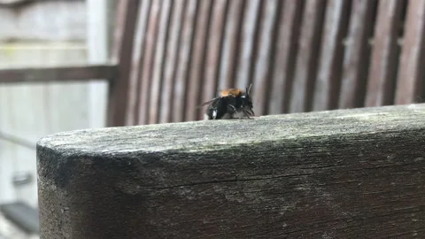 Bee with pollen on bench Stock Footage 161918584