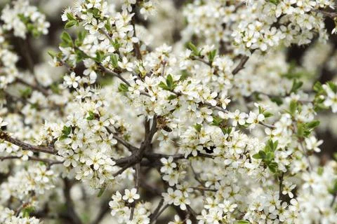 Bee in pollen on a blossoming spring branch Stock Photos