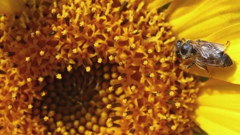 A bee in pollen cleans its paws on a sunflower Vídeos de archivo 157950255