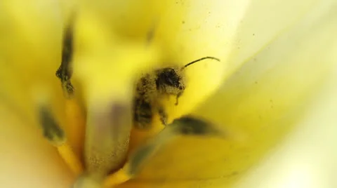 Bee Pollen Close Up / Macro Stock Footage 22782488