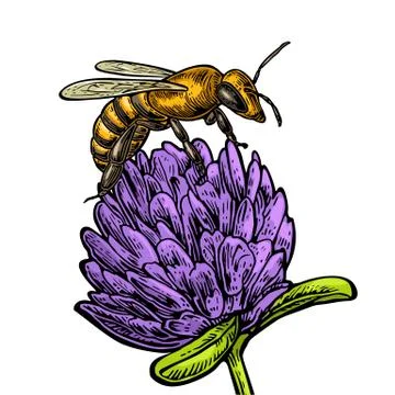 Bee pollen from clover. Vector vintage illustration on white background Stockillustratie