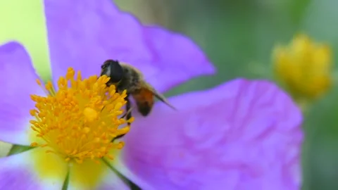 Bee Pollen Collection: Macro View of Insect Activity Stock Footage 304420976