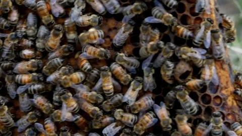 Bee with Pollen Dancing - CU 60fps Stock Footage 240645461