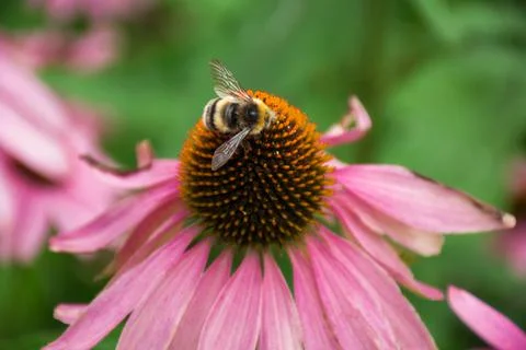 Bee on the pollen of the flower Stock Photos