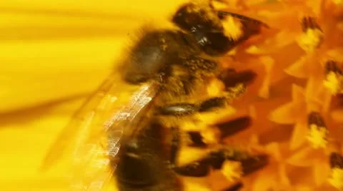 Bee in pollen Stock Footage 11419394
