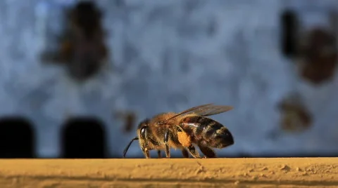 Bee pollen Stock-Footage 46574012