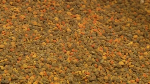 Bee pollen Stock Footage 141976504