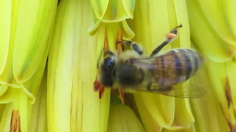 Bee with pollen Video stock 152742105