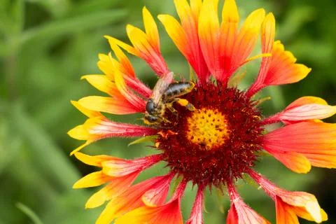 A bee with pollen on its paws sits on an Indian blanket flower collecting nectar Stock Photos