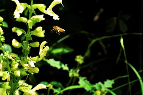 Bee with pollen load flying to sticky sage blossom Stock Photos
