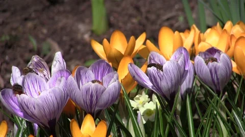 Bee pollen looking purple crocus flower - 00050 Stock Footage 52993522