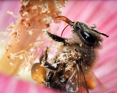 Bee with the pollen. Macro. It is clearly seen the process of collecting poll Stock Photos