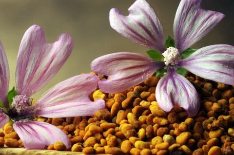 Bee pollen with mallow flower . Stock Photos
