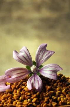 Bee pollen with mallow flower . Stock Photos