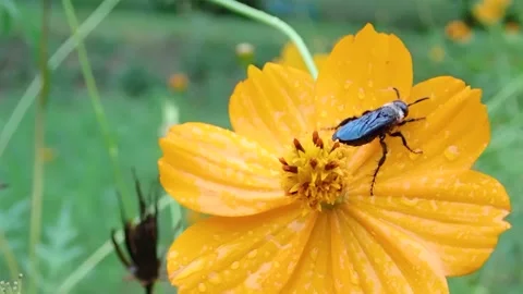 Bee pollen in the morning Stock Footage 157271192