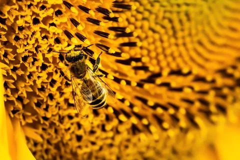 Bee in pollen Stock Photos