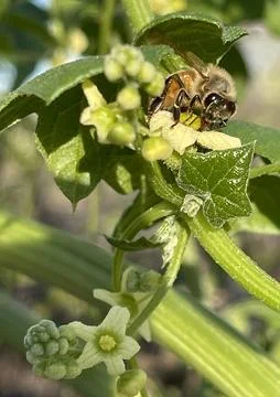 Bee Pollen Stock Photos