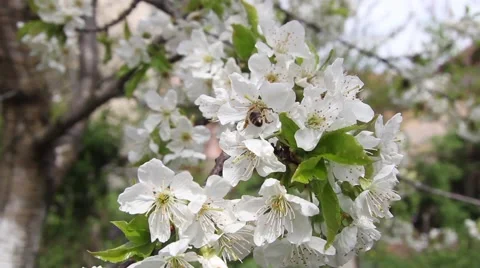 Bee pollen seeking in white apple blossom 9794 Stock Footage 58018817