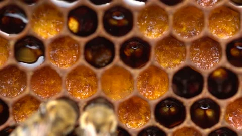 Bee pollen stored in the combs. Inside the Beehive - A honeycomb, wax cells with Stock Footage 228897068