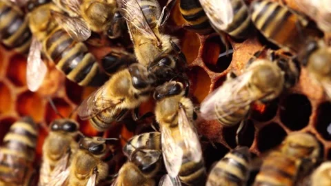 Bee pollen stored in the combs. Inside the Beehive - A honeycomb, wax cells with Видео 249029348
