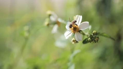 Bee with pollen stuck on legs collects nectar or pollinates flower. Stock Footage 171783021