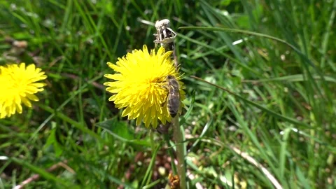 A bee with pollen sucks nectar on a dandelion Stock-Footage 333923232