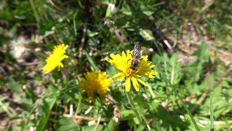 A bee with pollen sucks nectar on a dandelion Video stock 333923436