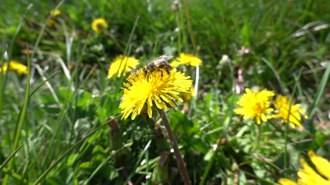 A bee with pollen sucks nectar on a dandelion Stock-Footage 333923503