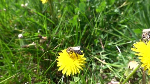 A bee with pollen sucks nectar on a dandelion Video stock 333925308