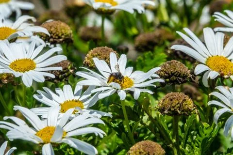 Bee with pollen in Teide daisies under the sun Stock Photos