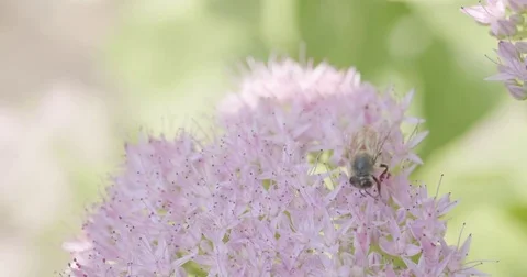 A bee pollenates a flower 스톡 동영상 82765652