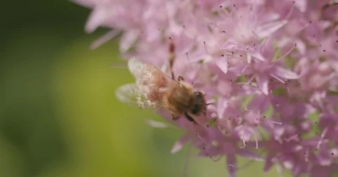 Bee pollenating a flower Stock-Footage 82765481