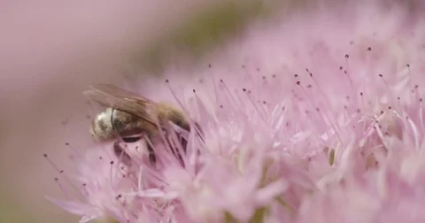 Bee pollenating a flower 스톡 동영상 82765657